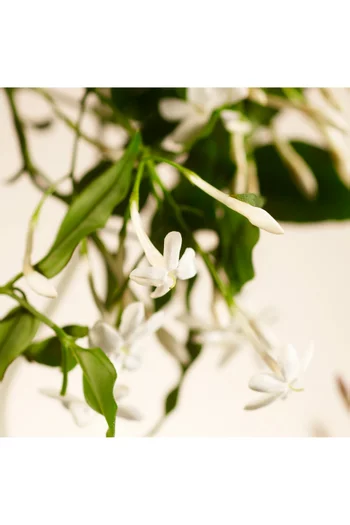 Sweet Jasmine Fragrance Sticks Refill, 900ml